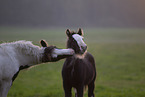 Irish Tinker Foals