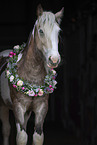 Irish Tinker Portrait
