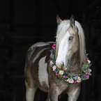 Irish Tinker Portrait