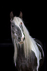 Irish Tinker Portrait