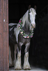 Irish Tinker