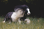 Irish Tinker gelding