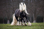 Irish Tinker Hengst