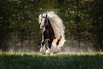 Irish Tinker Hengst