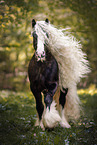 Irish Tinker Hengst