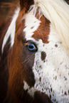 Irish Tinker eye