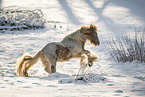 Irish Tinker stallion