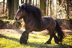 Irish Tinker stallion