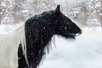 Irish Tinker gelding