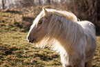 Irish Tinker mare