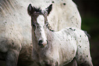 Irish Tinker foal