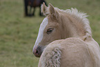 Irish Tinker foal