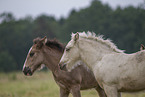Irish Tinker foals