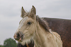 Irish Tinker foal