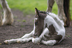Irish Tinker foal