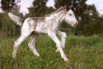 Irish Tinker foal