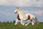 Irish Tinker