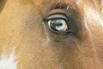 Irish Tinker eye