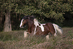 Irish Tinker