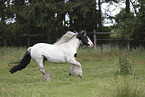 Irish Tinker
