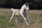 Irish Tinker