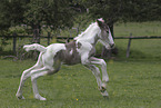 Irish Tinker foal