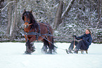 Irish Tinker stallion