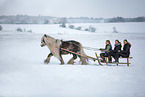 Irish Tinker stallion