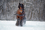 Irish Tinker stallion