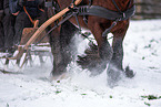 Irish Tinker stallion