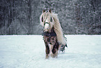 Irish Tinker stallion