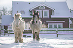 Irish Tinker in snow