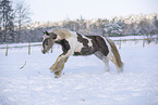Irish Tinker in snow