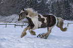 Irish Tinker in snow