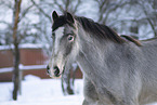 Irish Tinker in snow