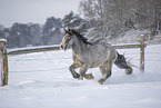 Irish Tinker in snow