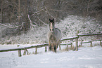 Irish Tinker in snow