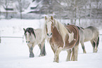 Irish Tinker in snow
