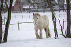 Irish Tinker in snow