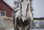 Irish Tinker in snow