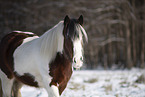Irish Tinker in snow