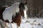 Irish Tinker in snow