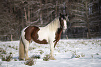 Irish Tinker in snow