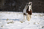 Irish Tinker in snow