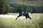 Irish Tinker