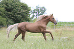 galloping Kinsky Horse Stallion