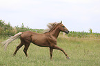 galloping Kinsky Horse Stallion
