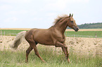 galloping Kinsky Horse Stallion