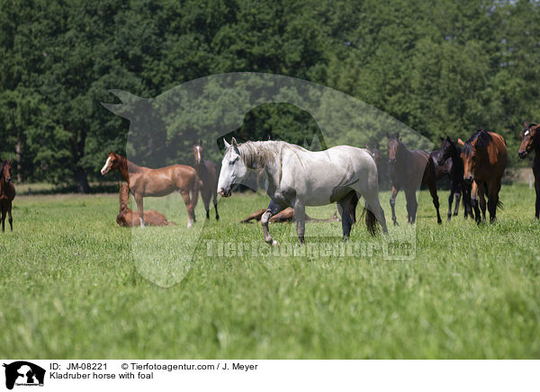 Kladruber horse with foal / JM-08221