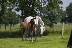 Kladruber horse with foal